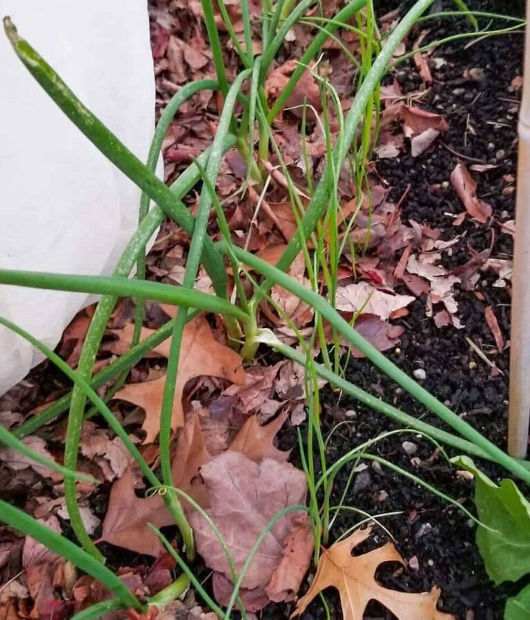 How To Grow Bunching Onions In A Container? [Updated 2023]