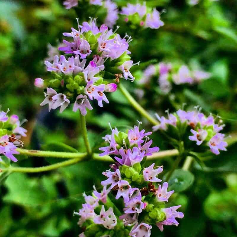 oregano-flowers-top-5-benefits-you-need-to-know