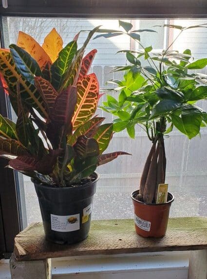 A table has two pots with one having croton plant and the other is money plant.