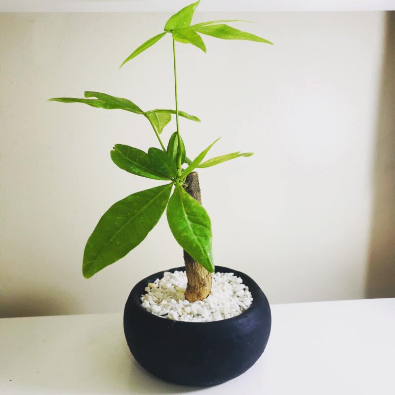 how-to-propagate-money-tree-pachira-aquatica-plants-craze