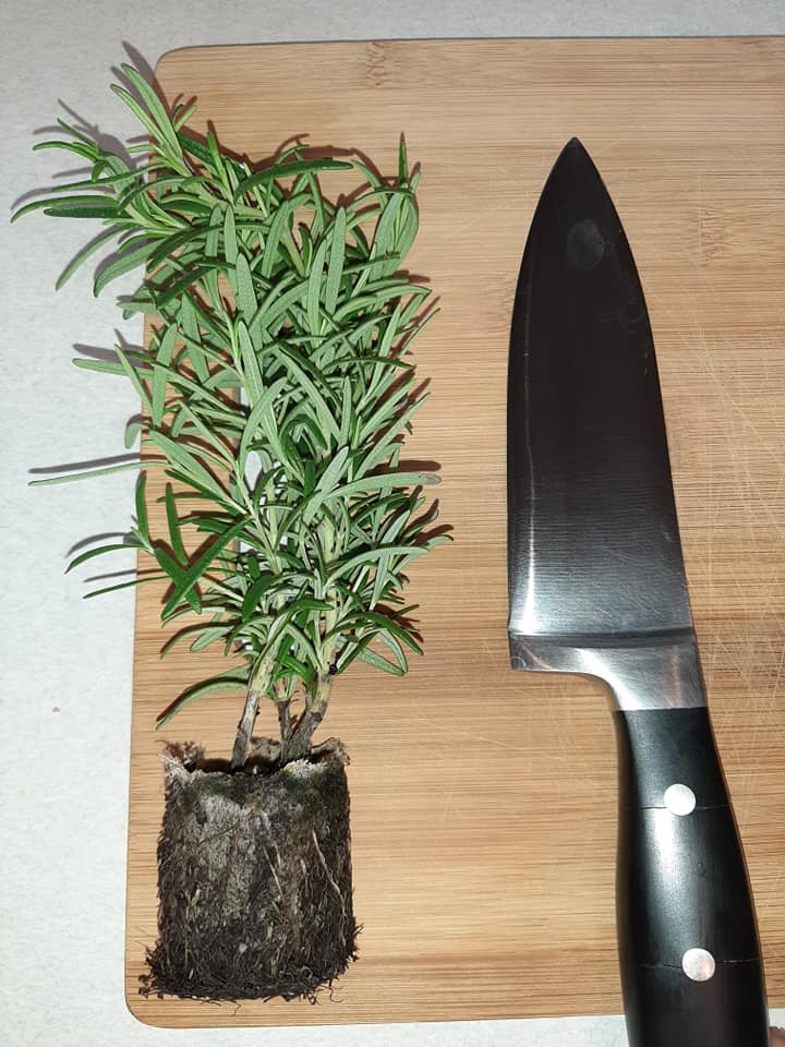 Image represents the root ball of rosemary plant (an indoor herb)