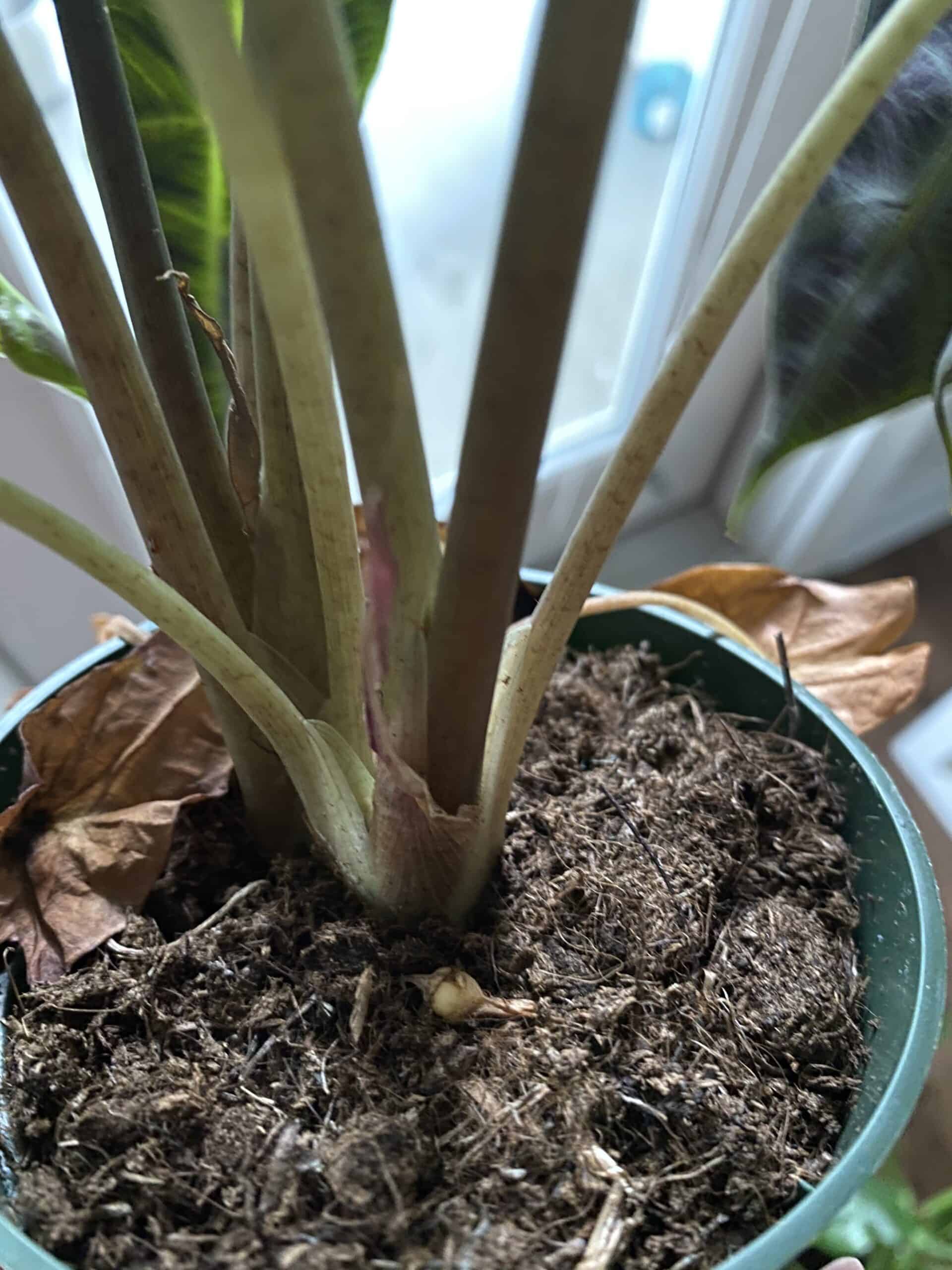 Why is my Alocasia Polly Drooping? [Causes & Easy Fixes]