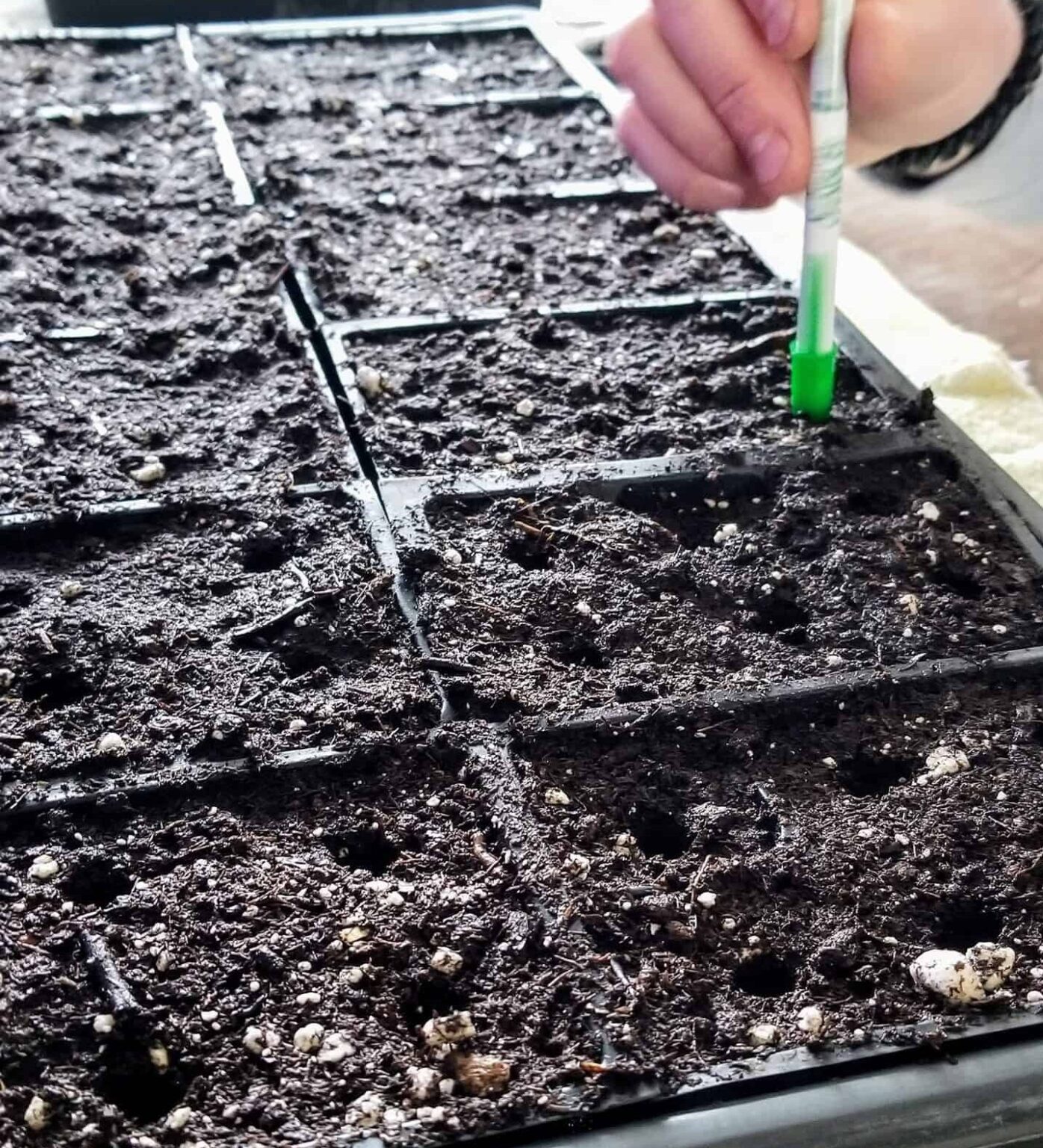 How To Grow Bunching Onions In A Container? [Updated 2023]
