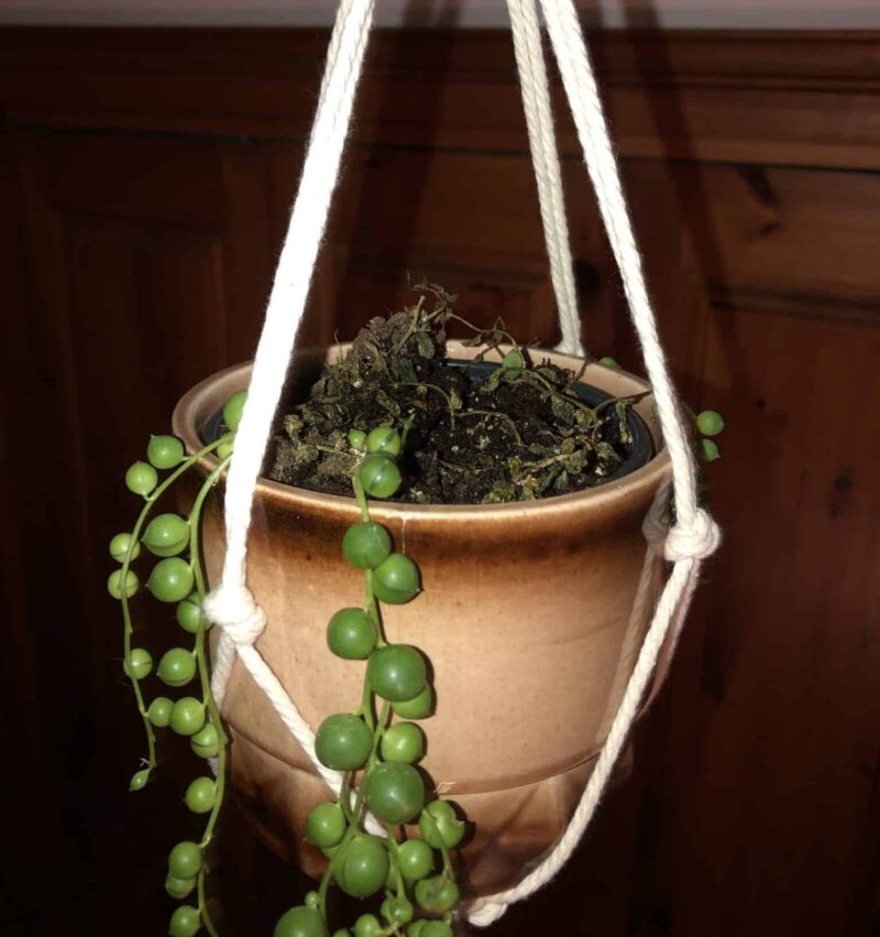 String of Pearls Watering Guide [3 Best Watering Methods]
