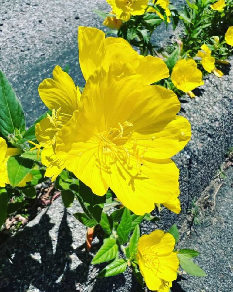 20+ Popular Yellow Perennial Flowers Plants Craze