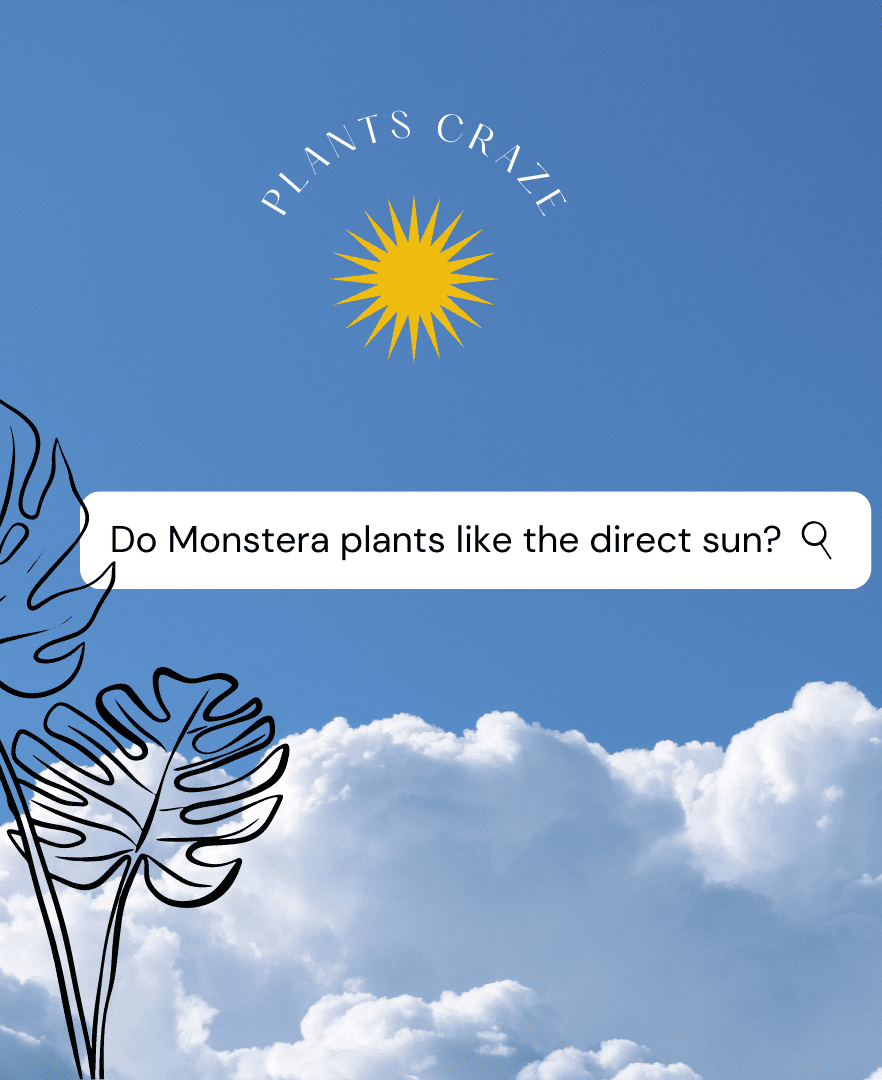 sunlight needs of Monstera