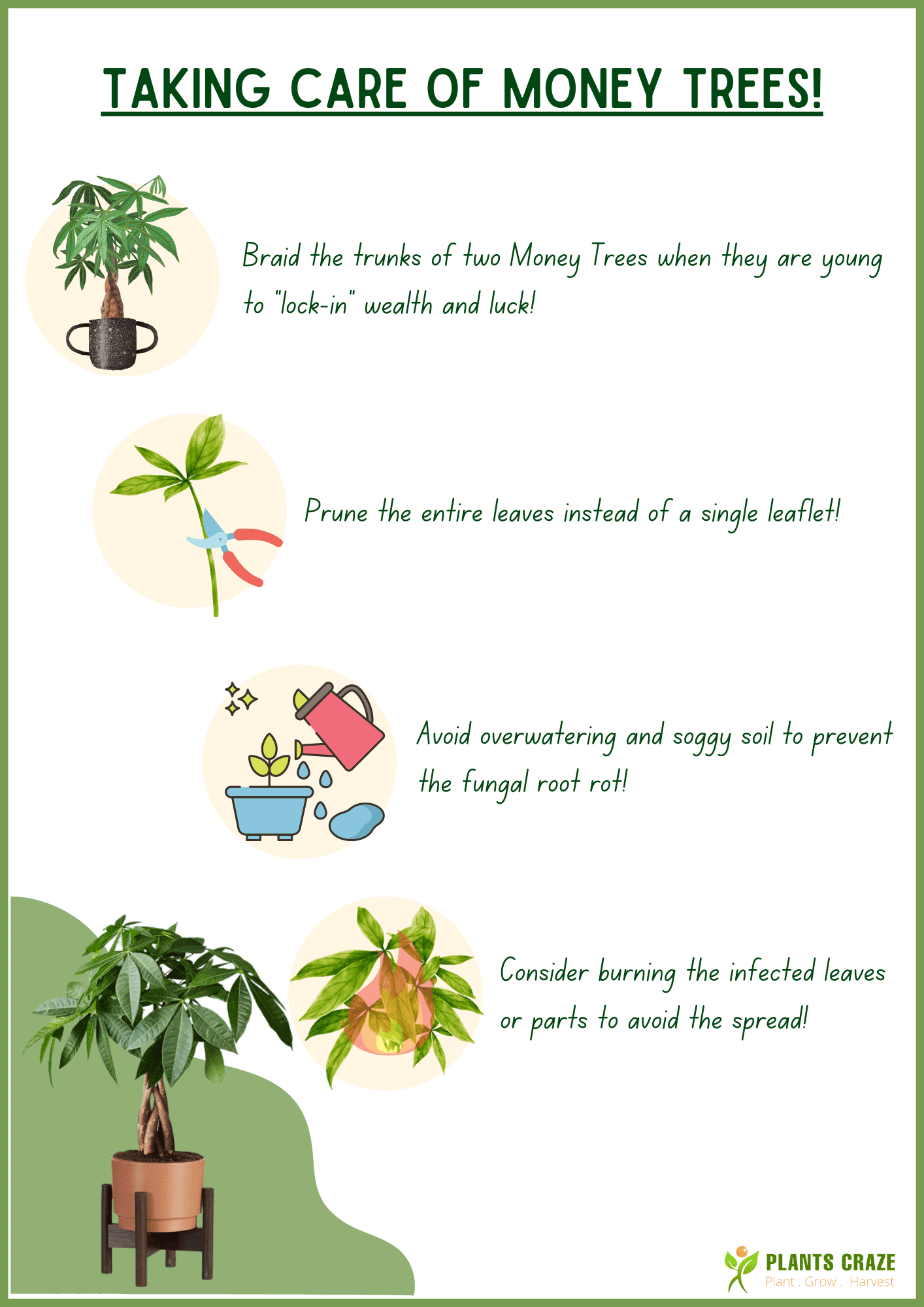 Image illustrates some additional care tips for Money Trees