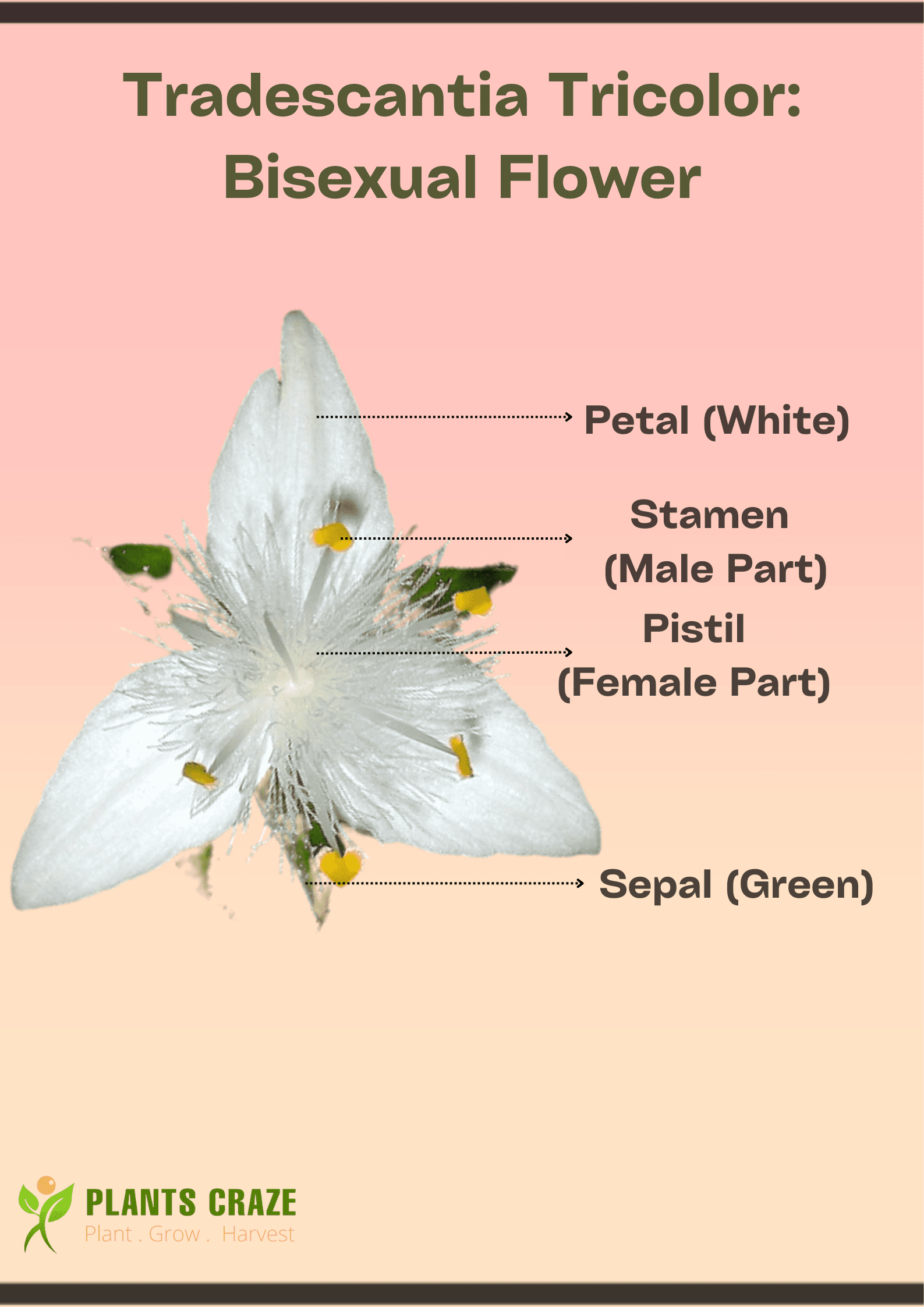 Details about the flower structure of Tradescantia Tricolor