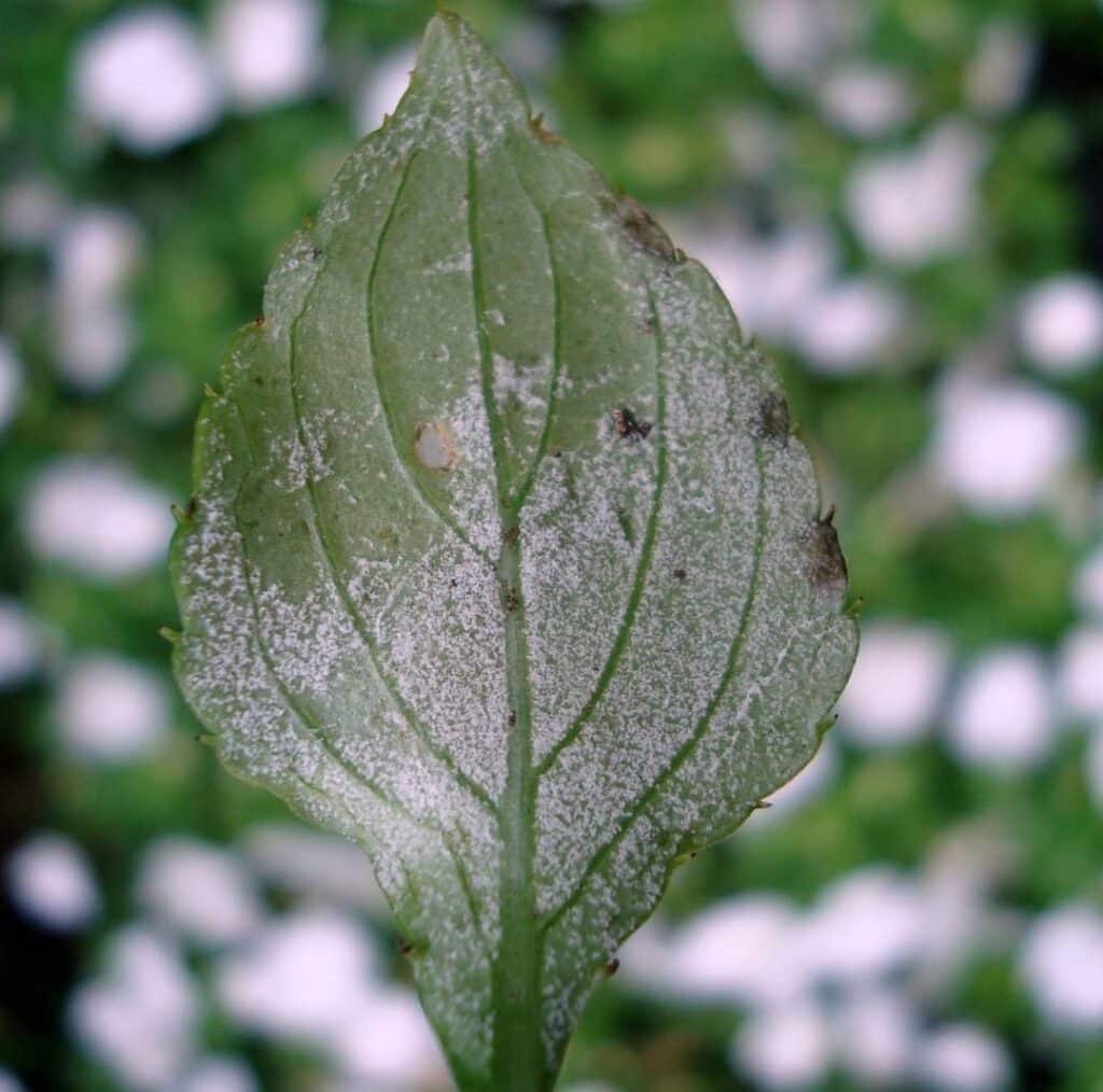 What Causes White Leaves On Plants Causes Solutions Plants Craze