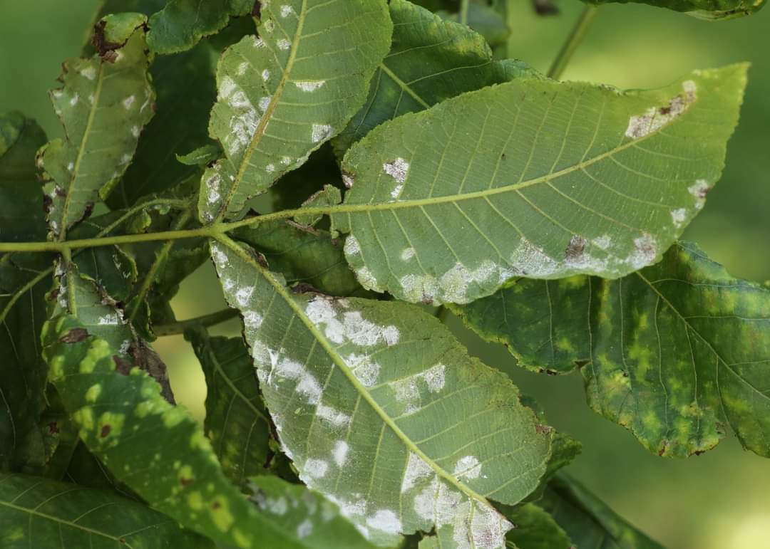 What Causes White Leaves On Plants Causes Solutions 