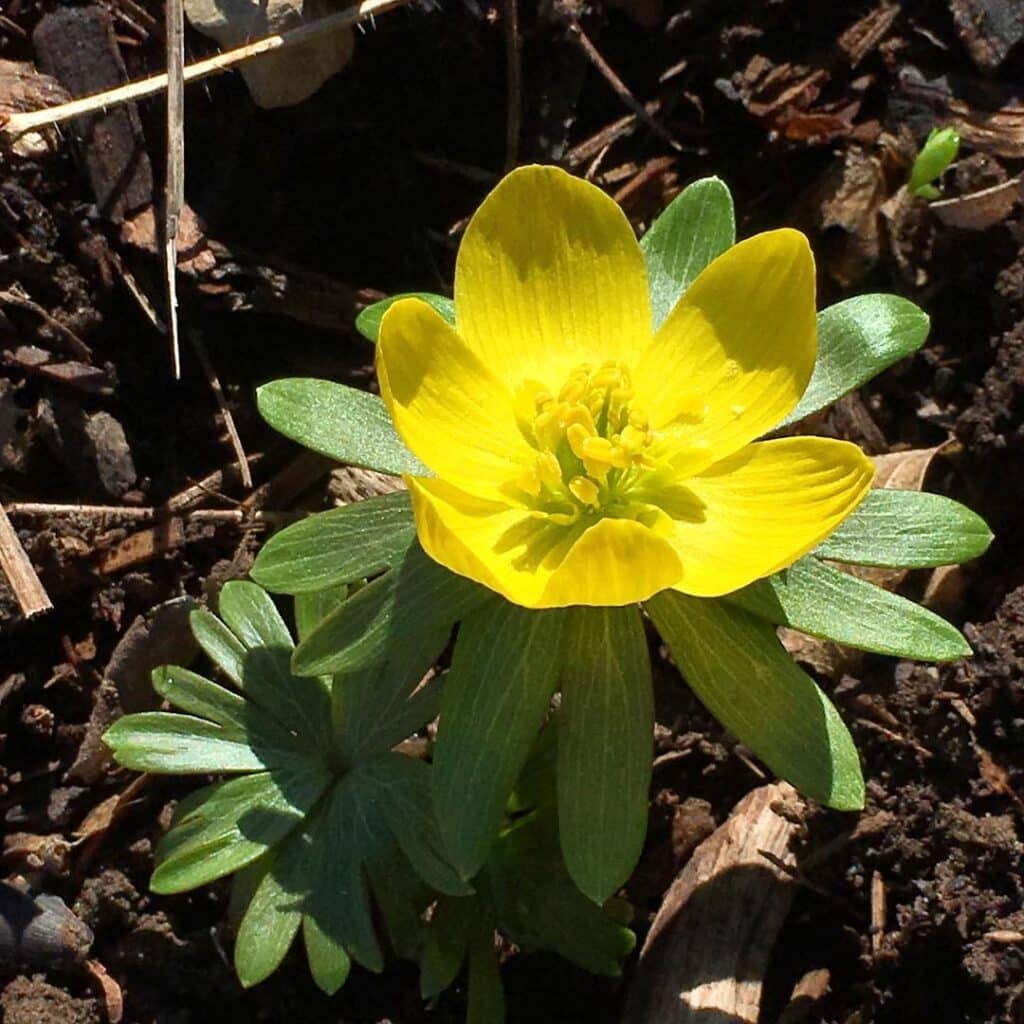 20 Por Yellow Perennial Flowers