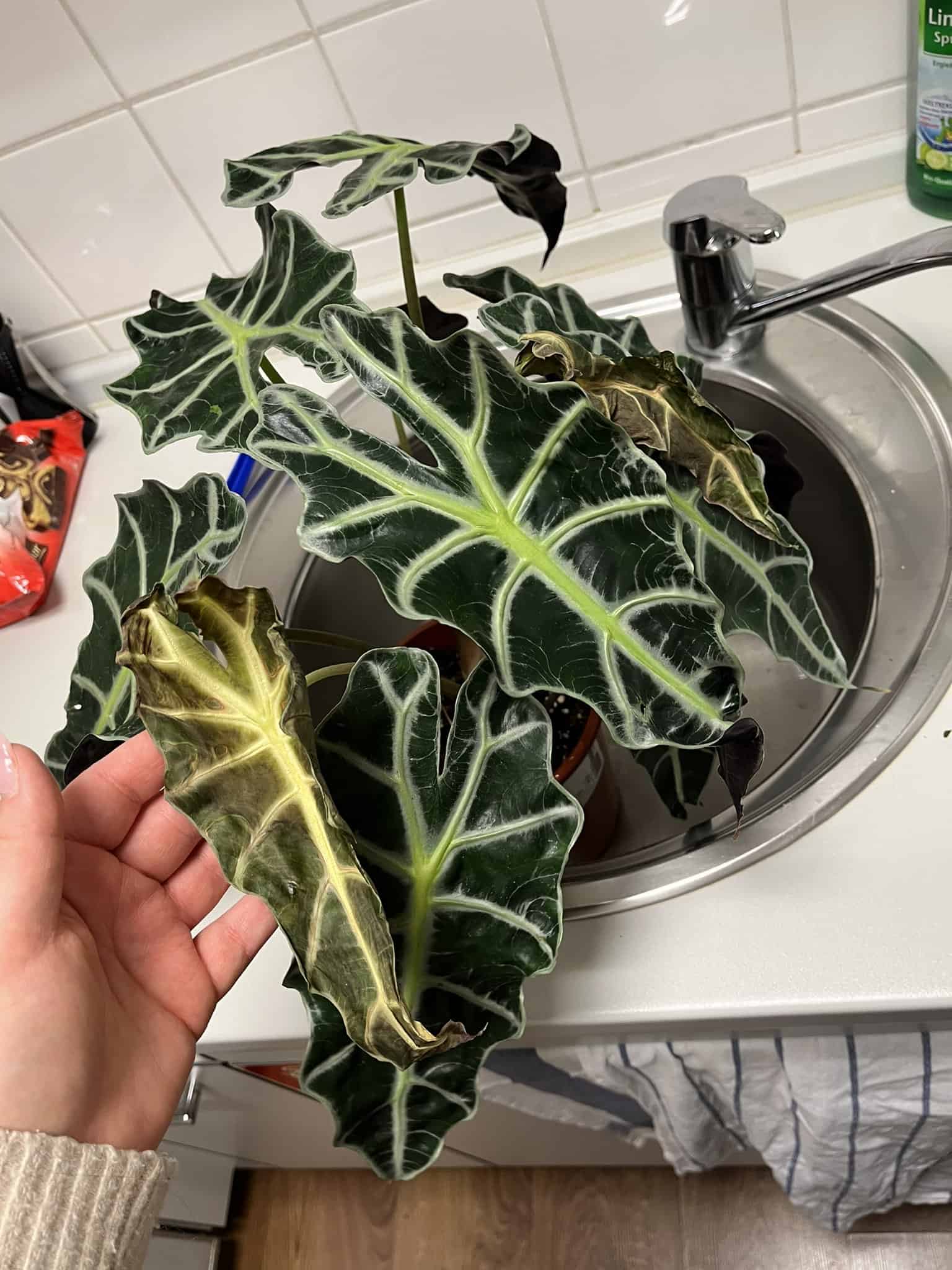 Why is my Alocasia Polly Drooping? [Causes & Easy Fixes](02)