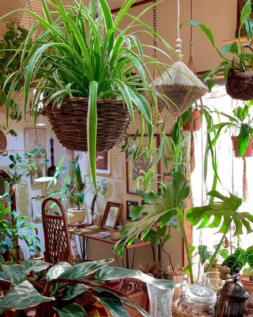 is-spider-plant-toxic-to-cats-plants-craze