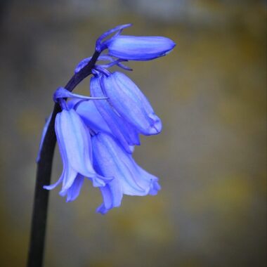 Blue Bell Flower: Types, Meanings & Benefits