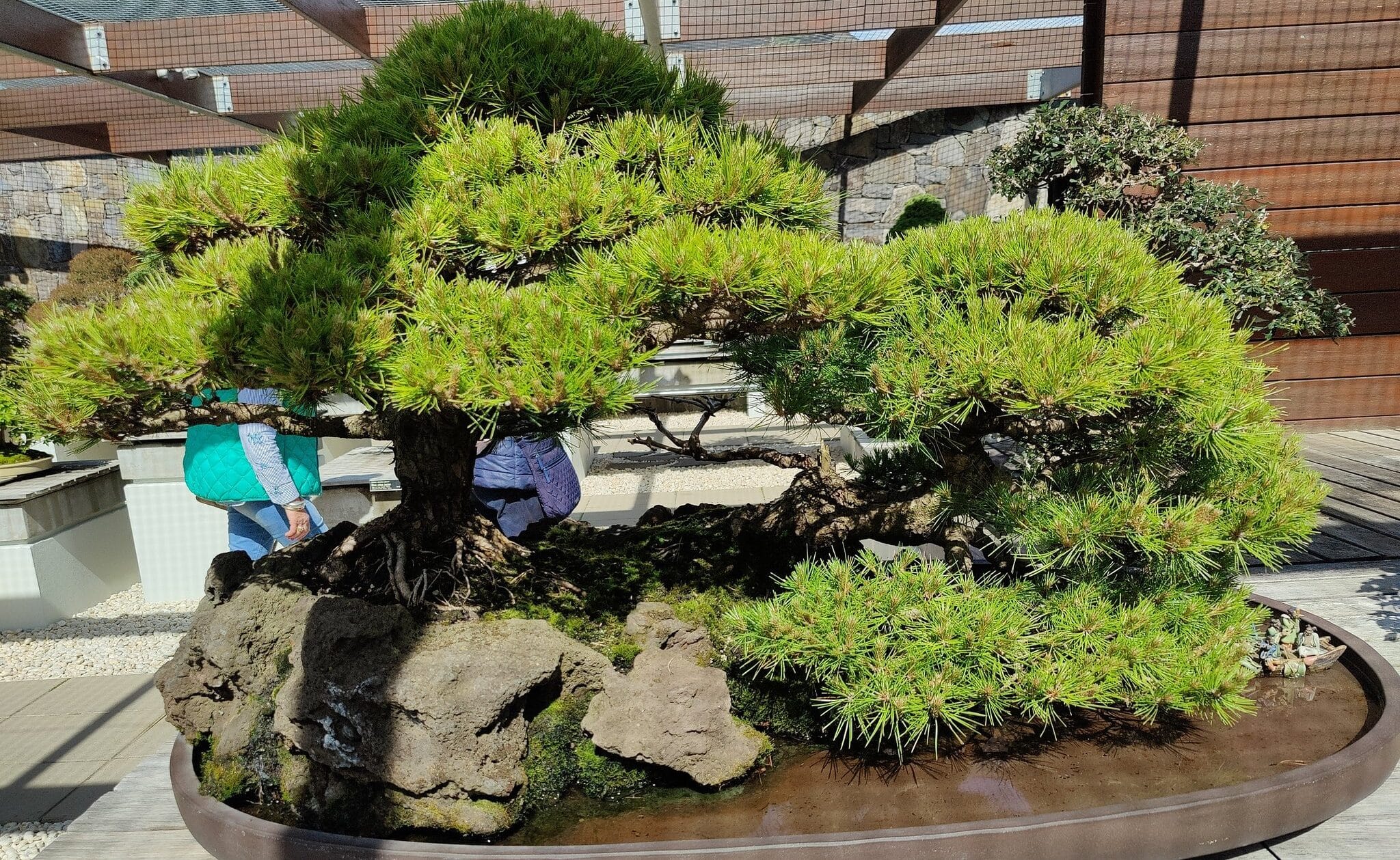 How Often to Water a Bonsai Tree? Plants Craze