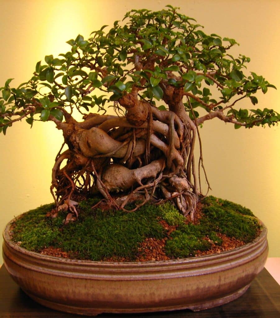 How Often to Water a Bonsai Tree? Plants Craze