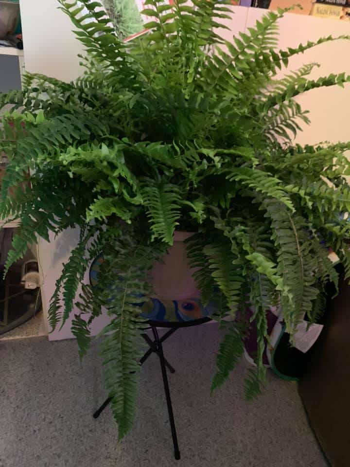 7 Boston Fern Benefits You Should Know - Plants Craze