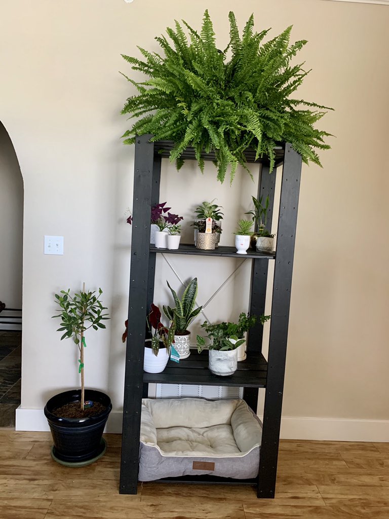 boston fern on plant shelf