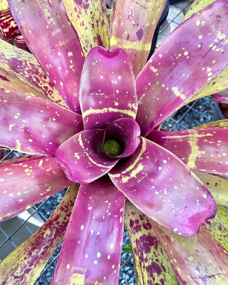 How Often to Water Bromeliad Plants? [3 Best Watering Method]