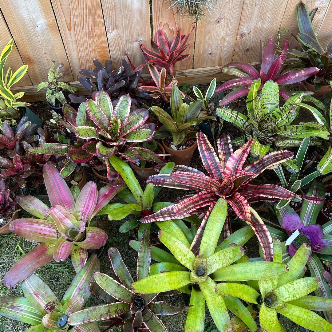 Bromeliad plants