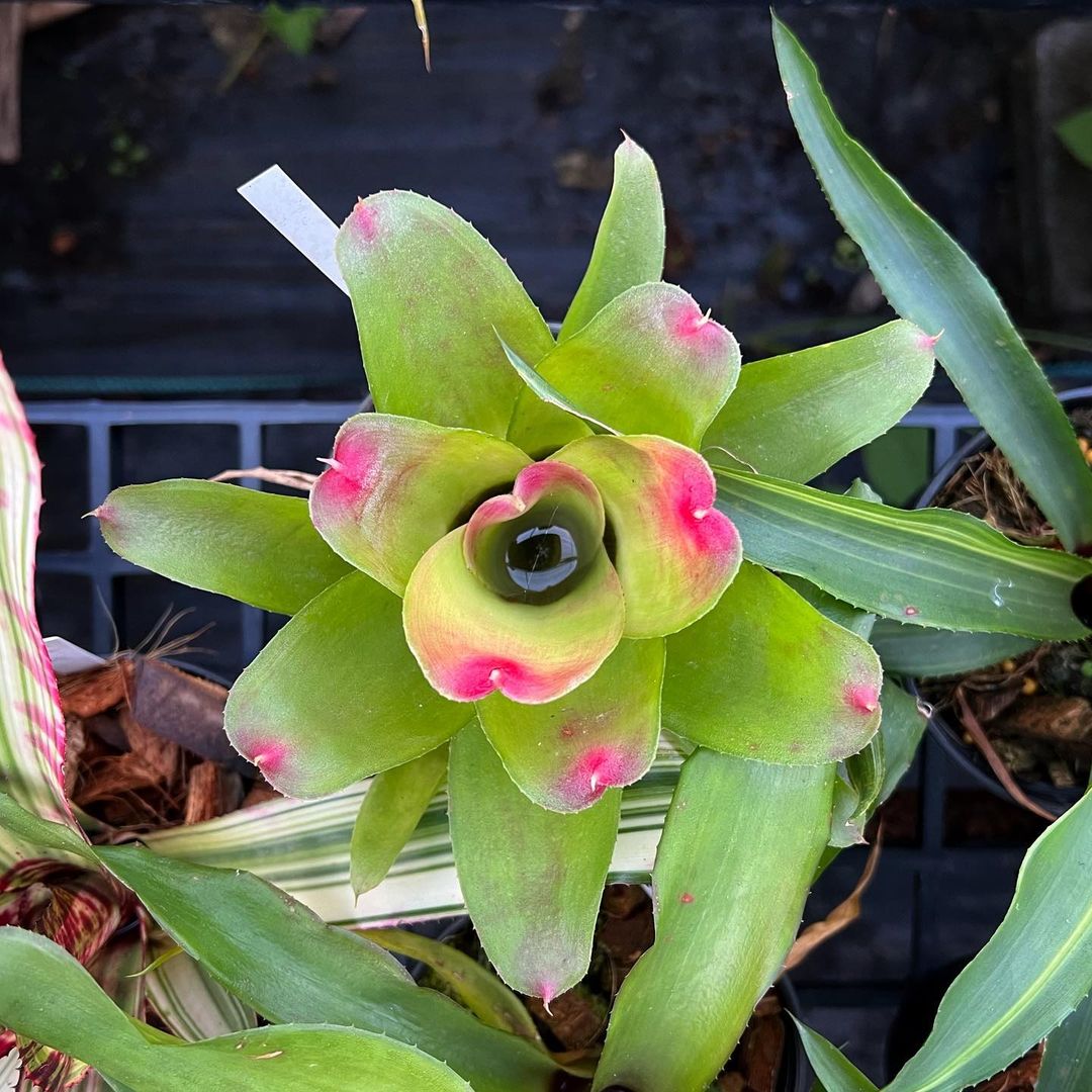 beautiful bromeliad plant