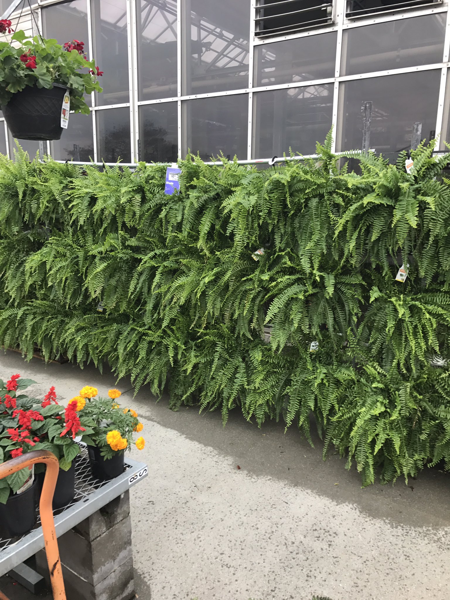 commercially grown boston fern