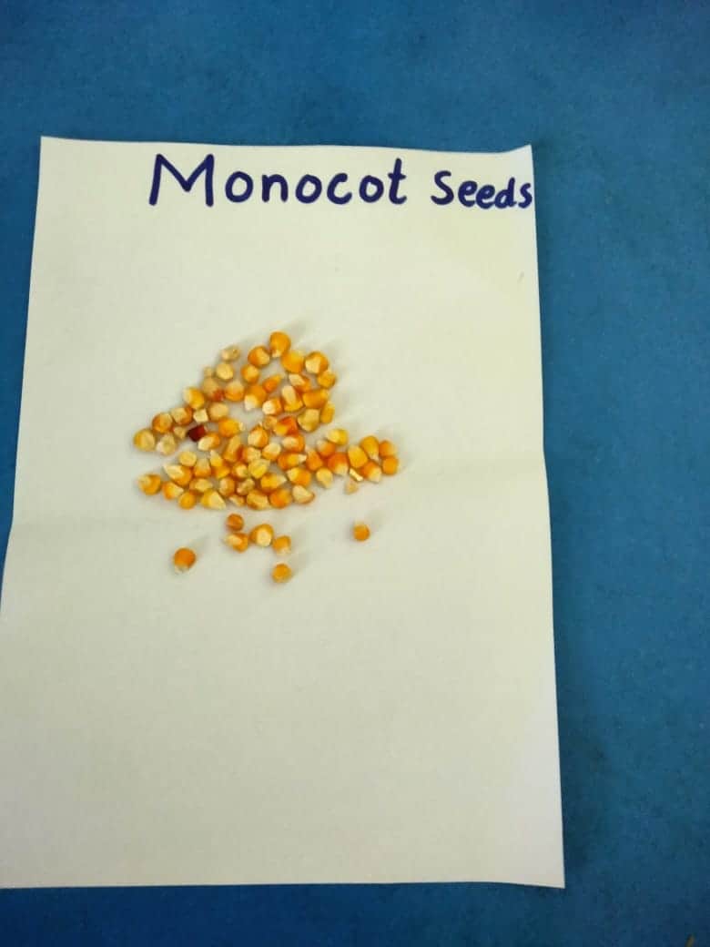 Is Corn a Monocot or Dicot? [5 Claims that will Differentiate]