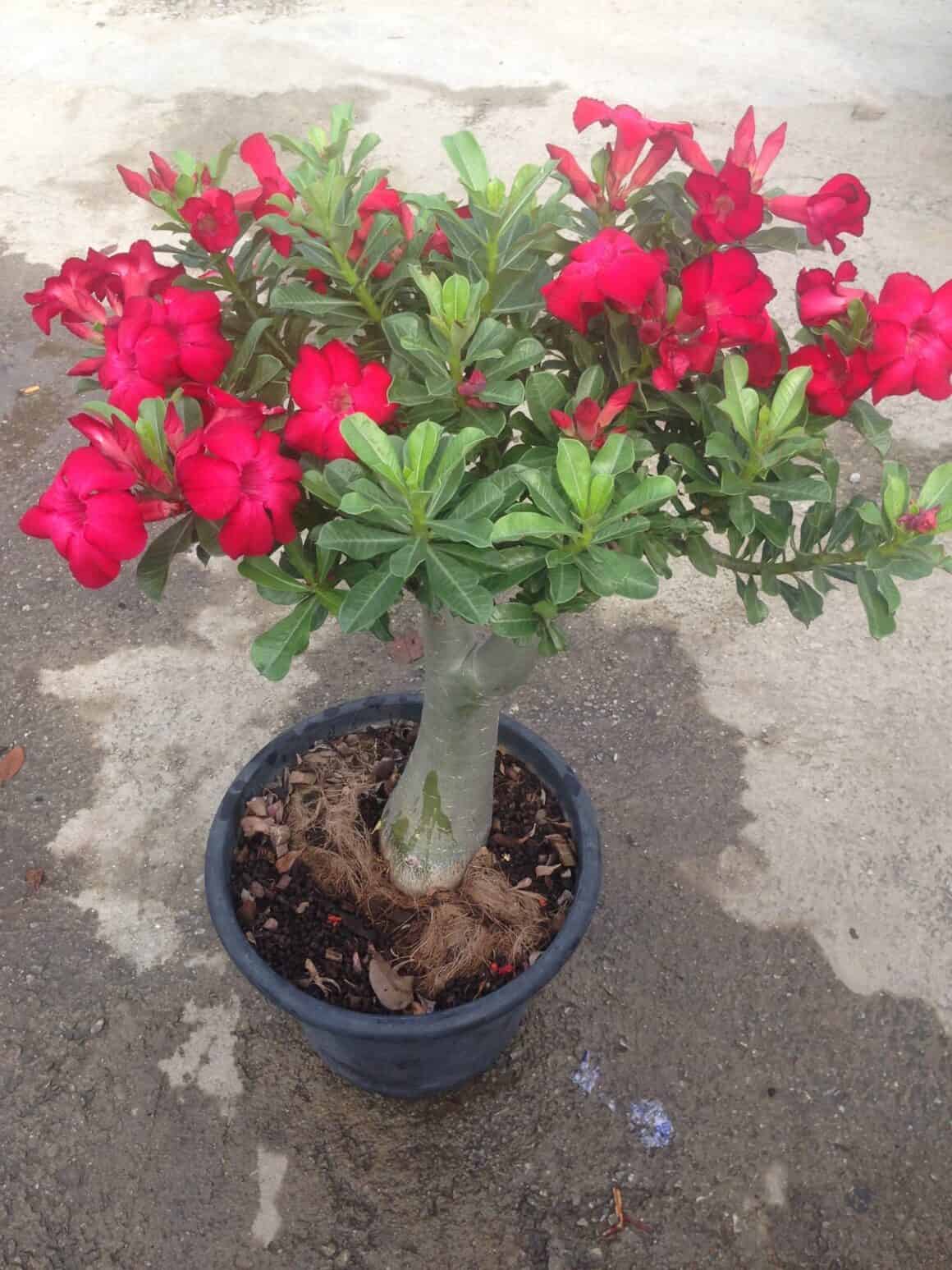 Desert Rose Flower: Everything you Need to Know - Plants Craze