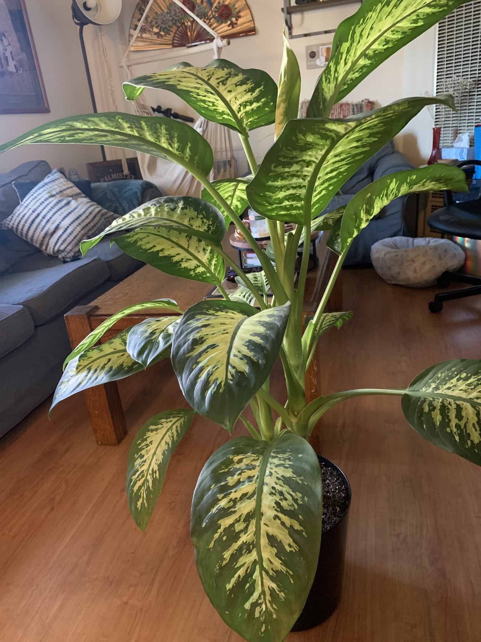 dieffenbachia plant indoor