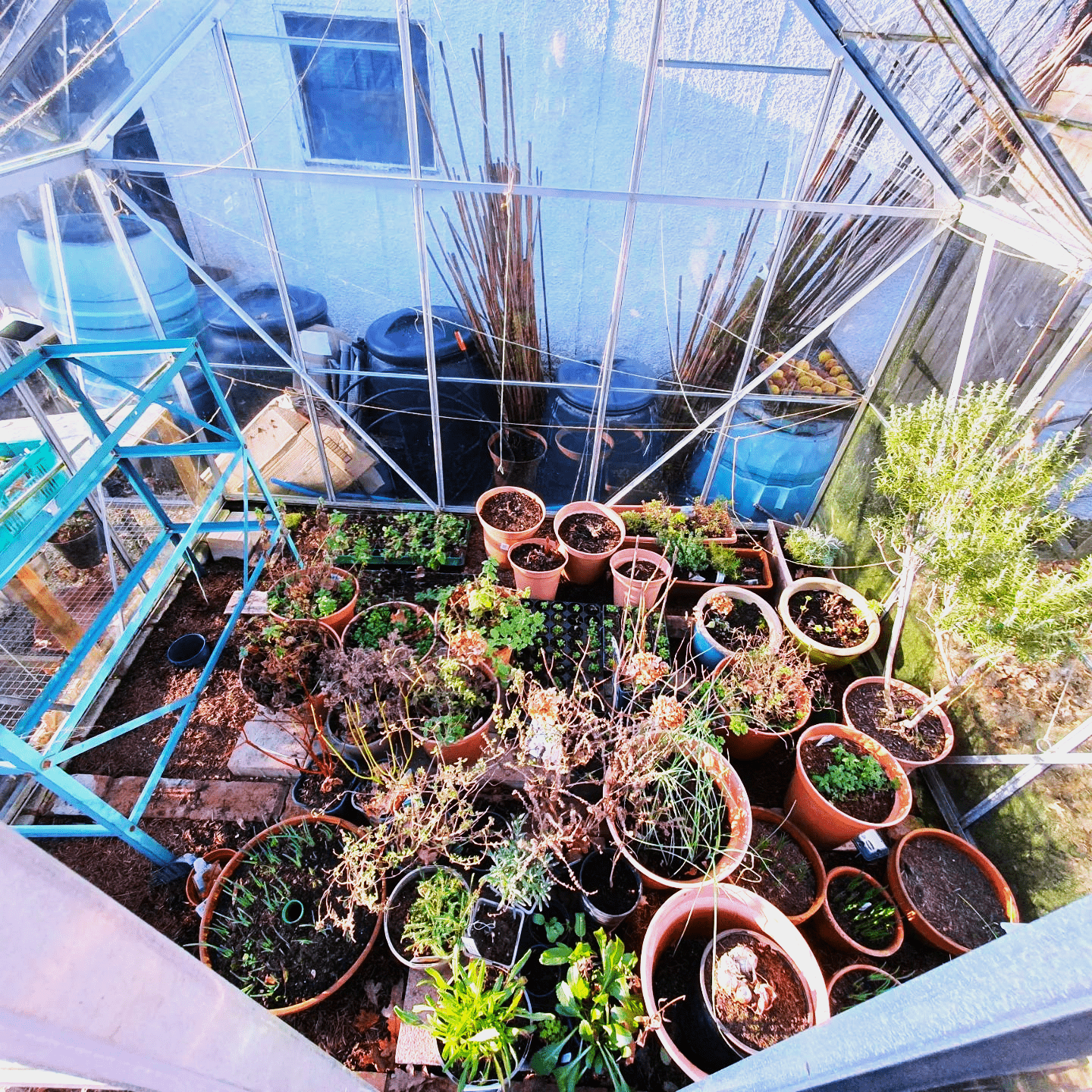 transparent greenhouse with multiple plants in a red pots during winter