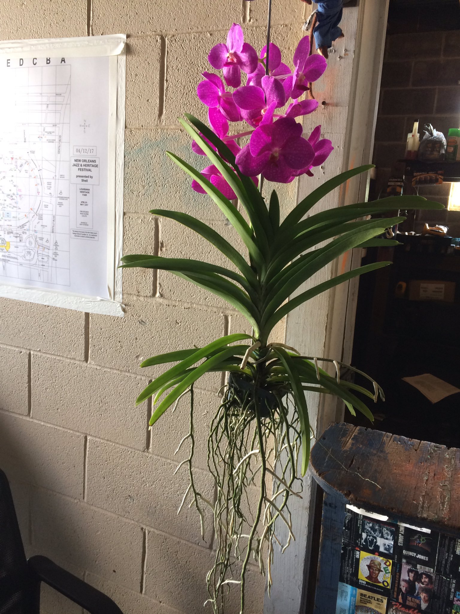 hanging flowering bromeliad 