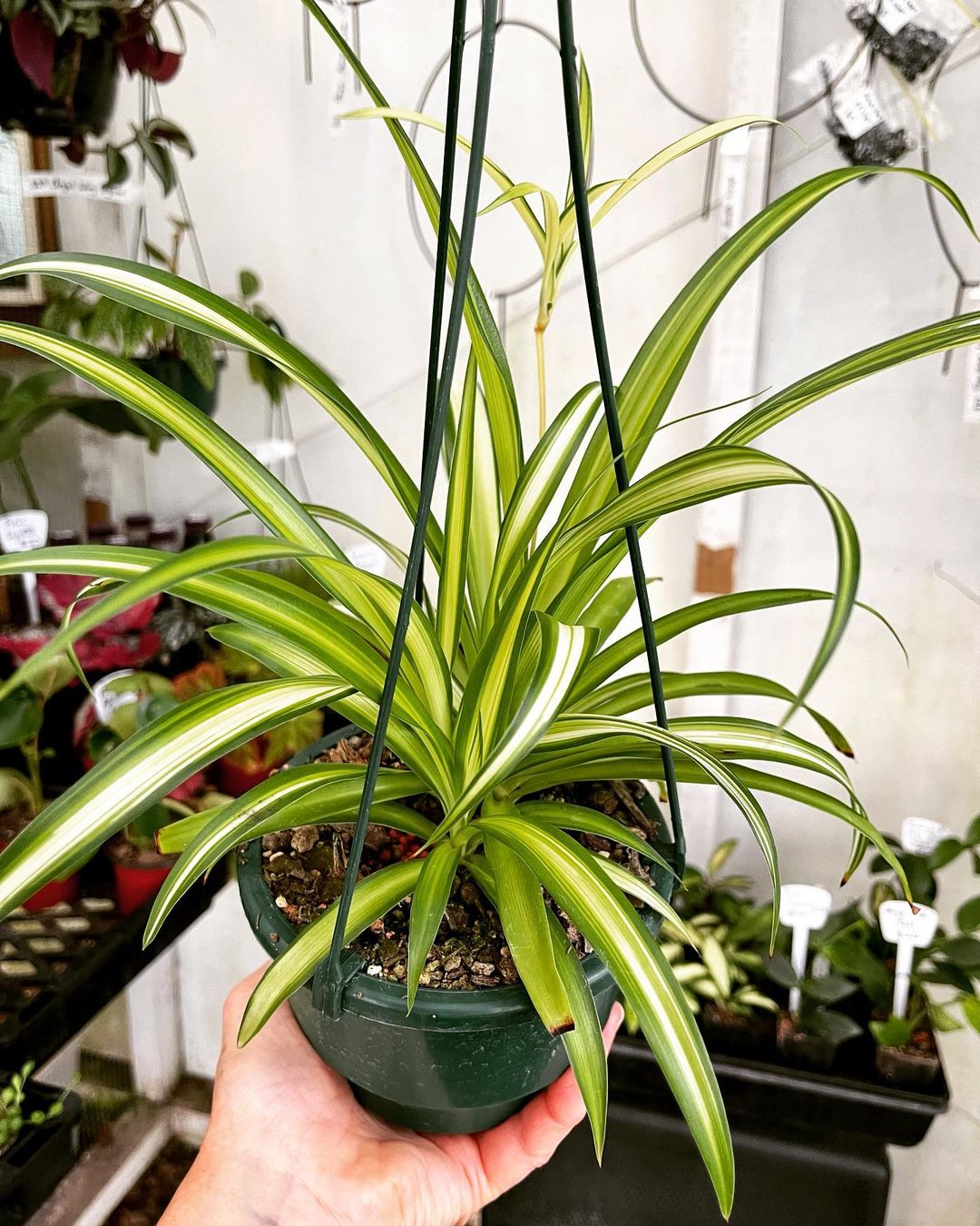 Hanging basket with Spider plant