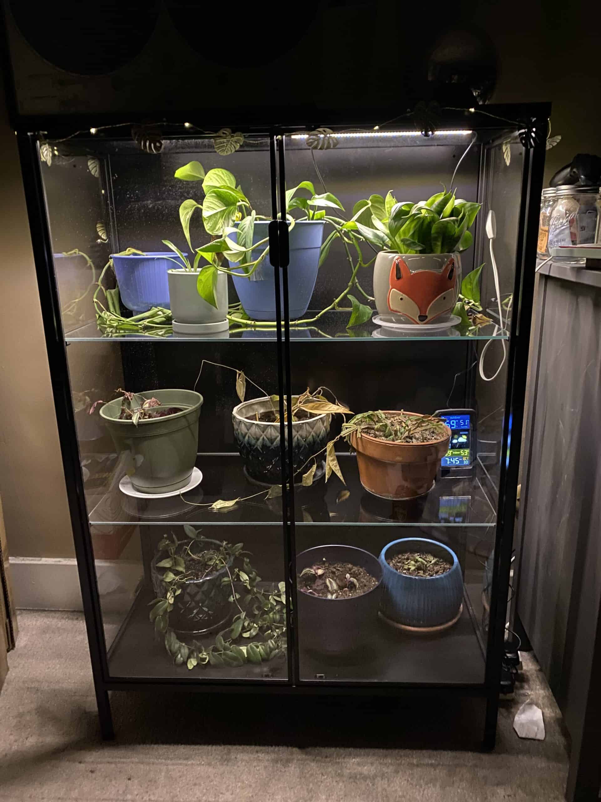 Ultimate Guide to Greenhouse Growing in Winter - Plants Craze