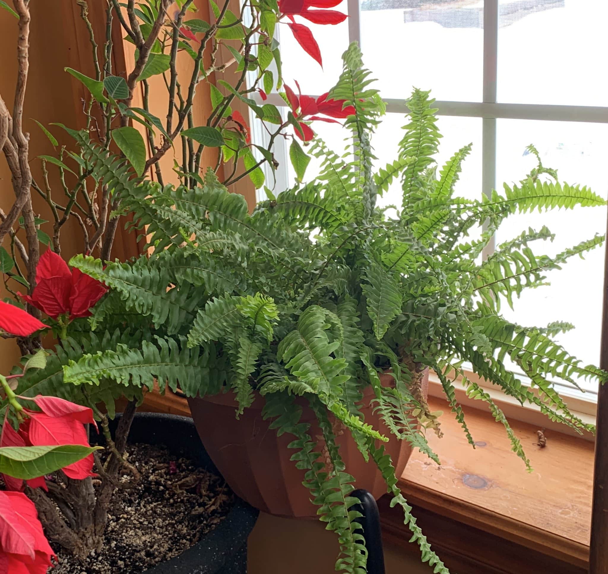 mother boston fern plant