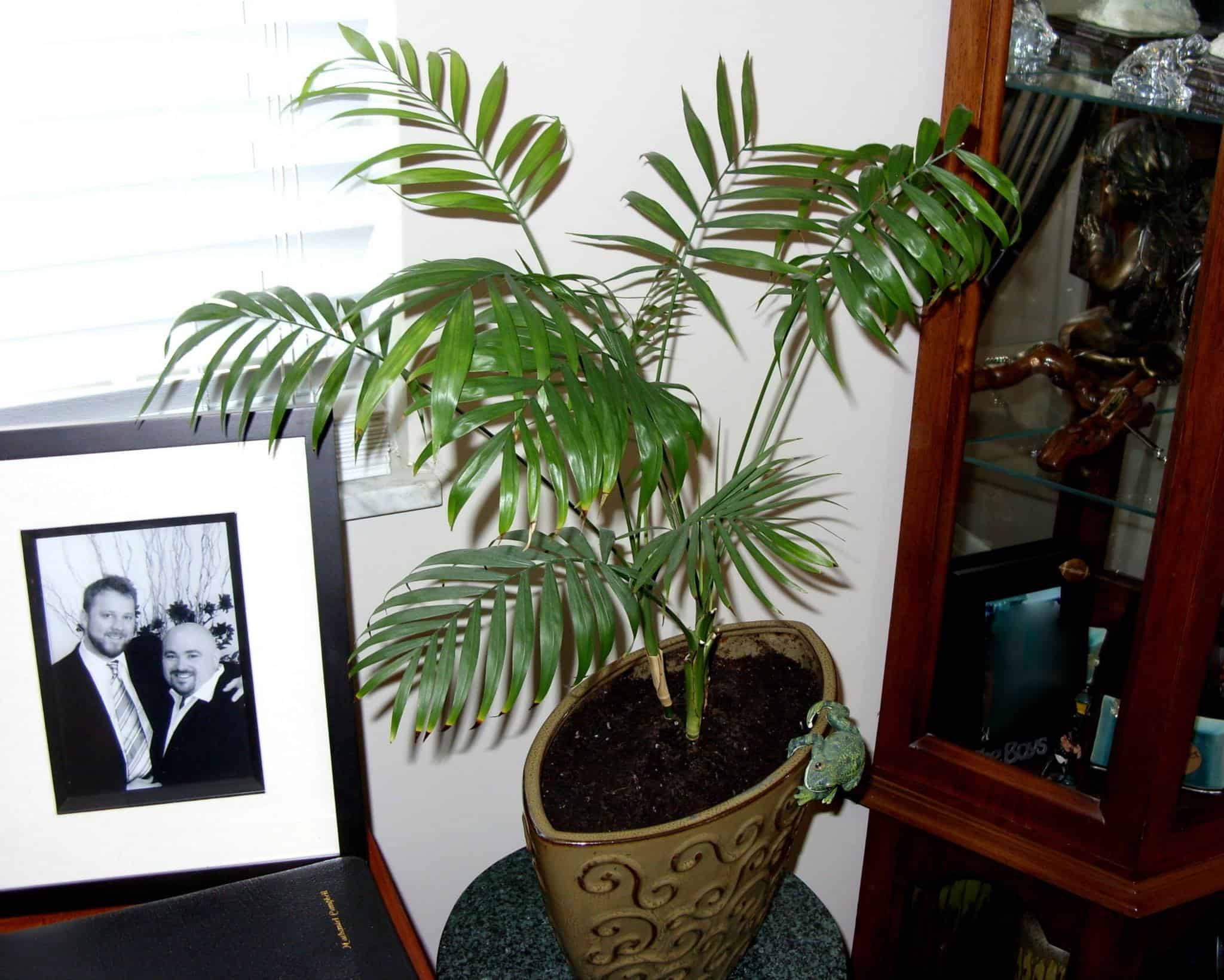 Parlour palm placed in a corner of an office