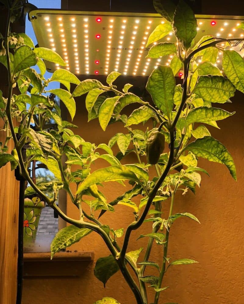 Why are my Pepper Plant Leaves Turning Yellow? Plants Craze
