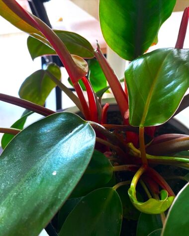 Best Grow & Care Hacks for Philodendron Rojo Congo - Plants Craze