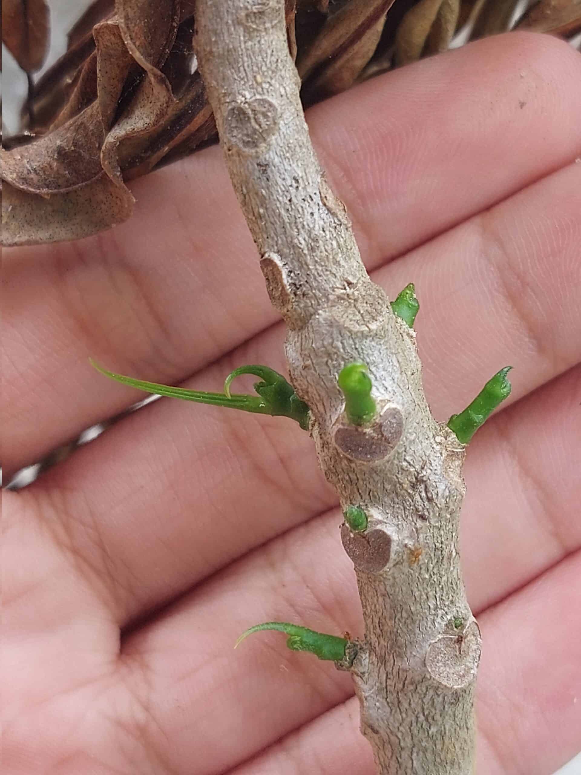 A person is holding on the stem of Croton with small new twigs on it