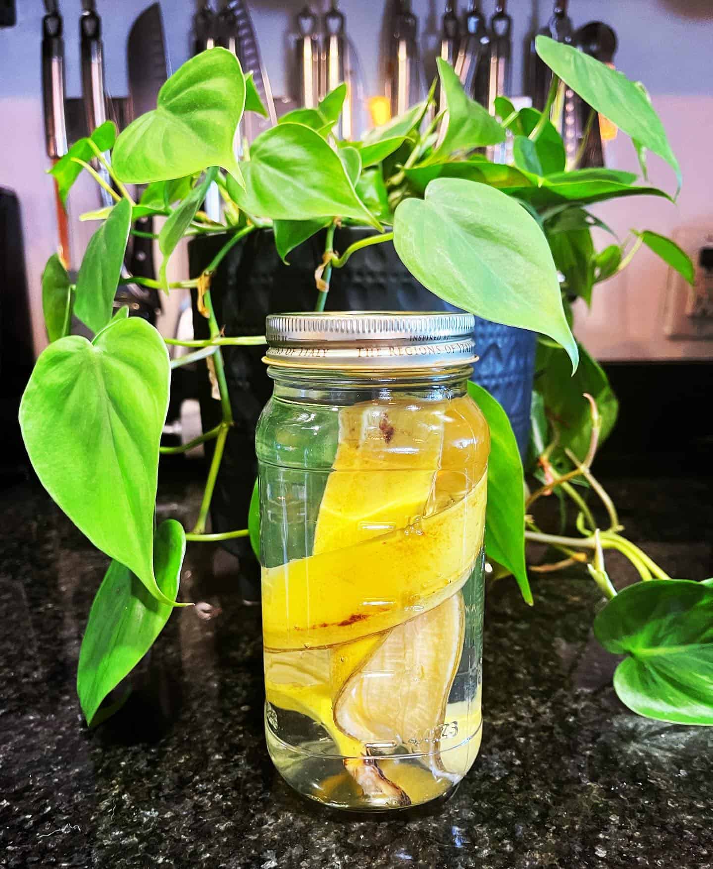 soaking Banana Peels in water to use as a fertilizer for plants