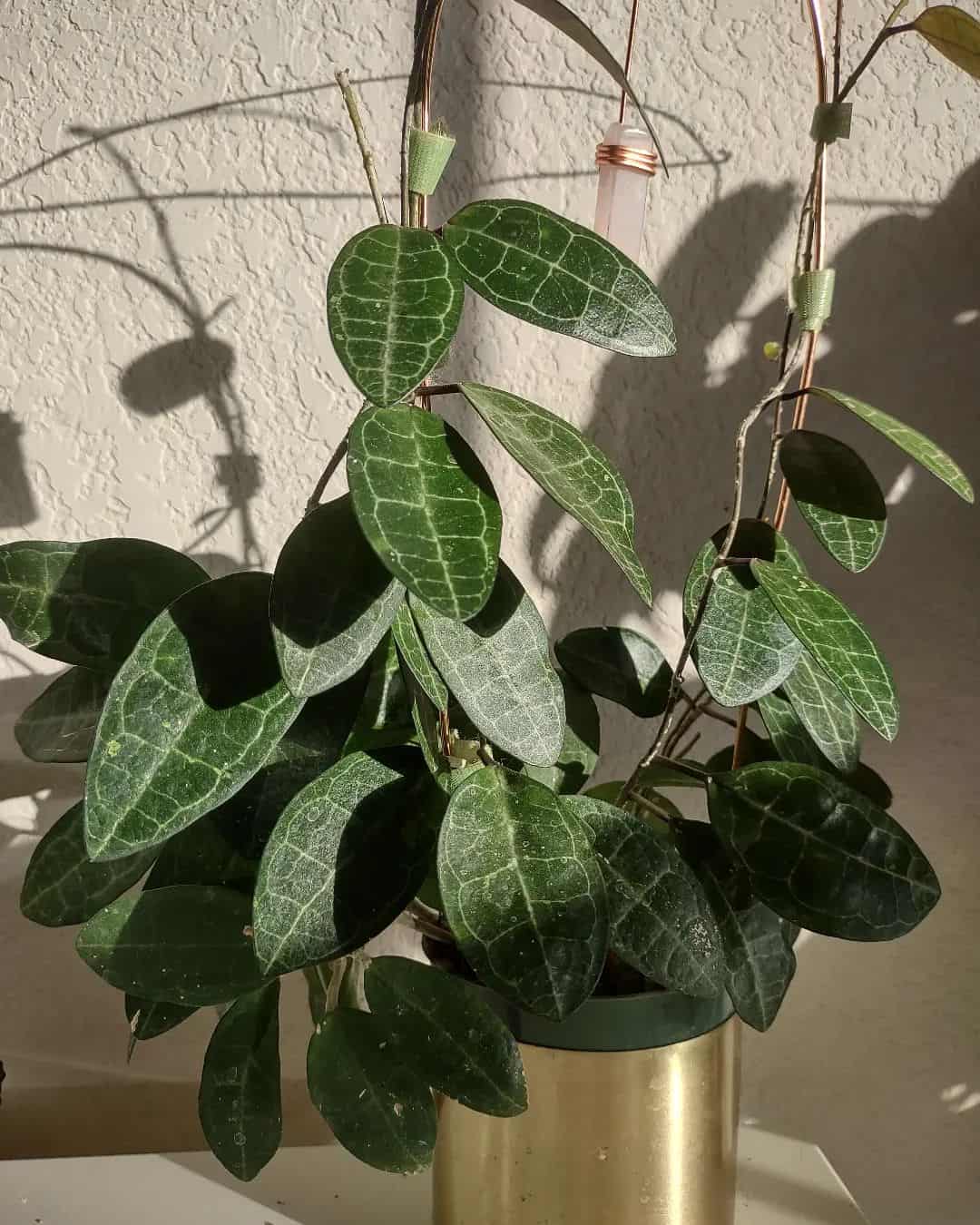 Hoya Elliptica under dappled sunlight