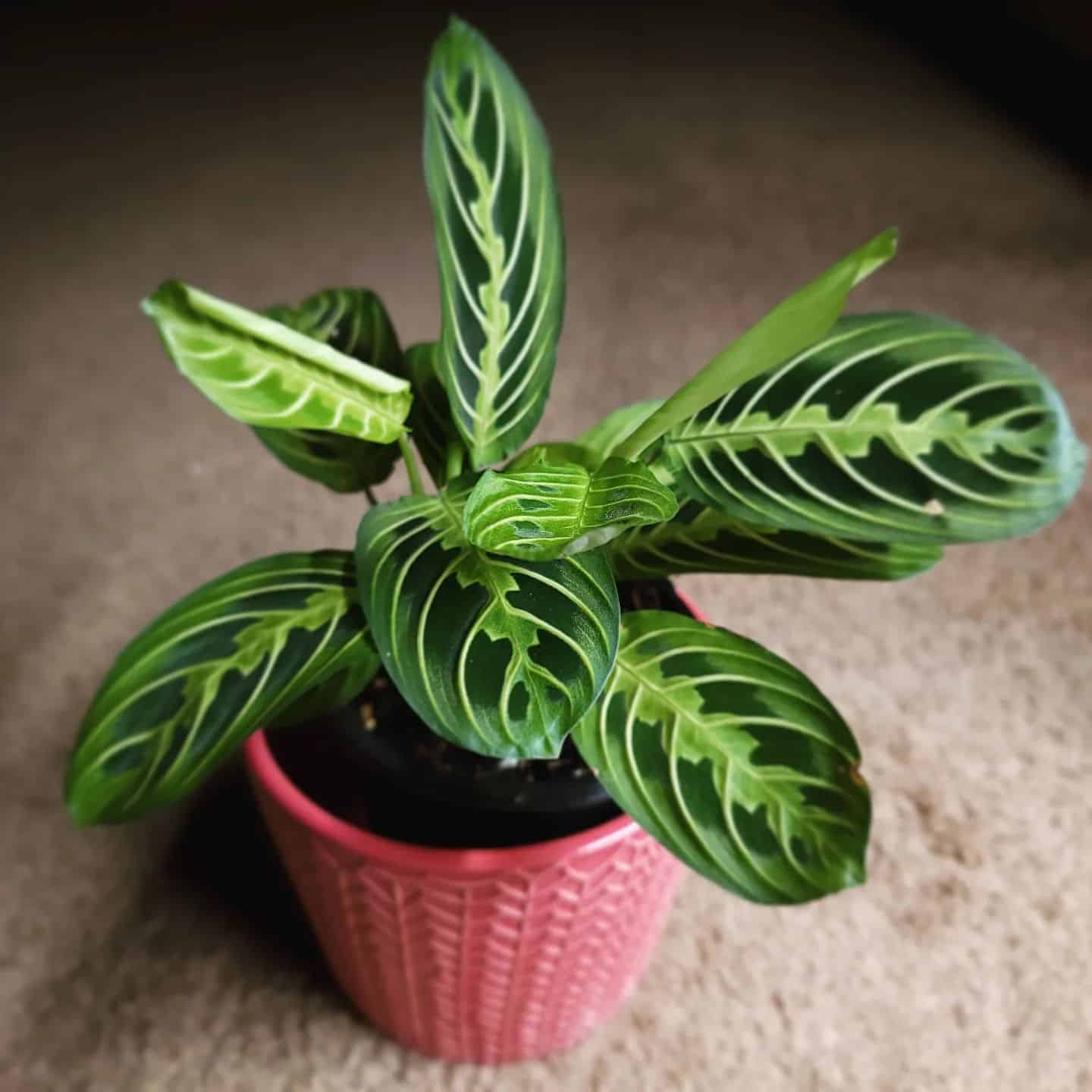 Lemon Lime Maranta in pot