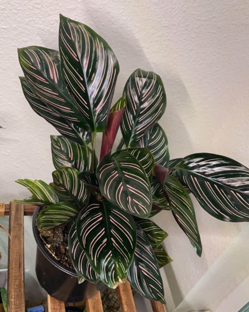 9 Causes Behind Calathea Brown Spots Plants Craze