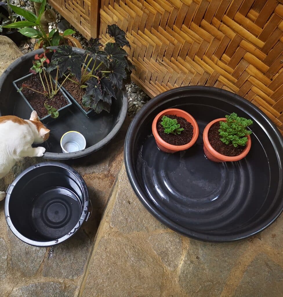 Genuine Tips To Bottom Water Plants [AllInOne Guide]