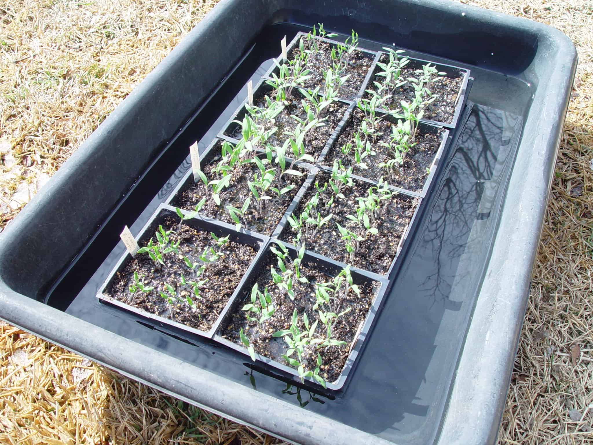 genuine-tips-to-bottom-water-plants-all-in-one-guide