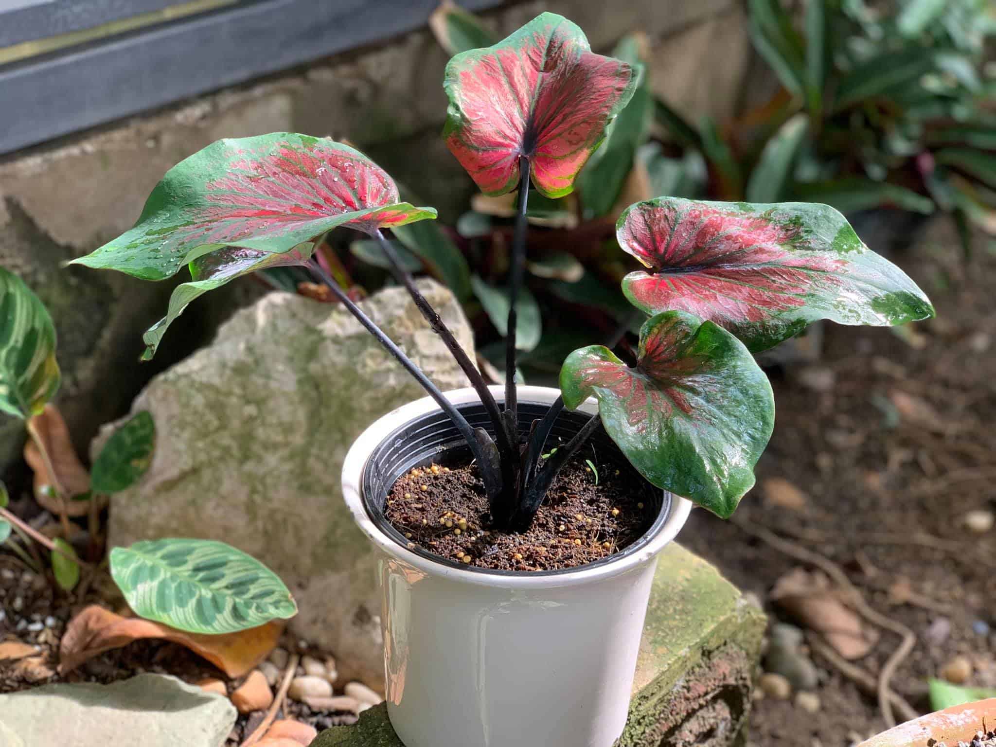 Caladium Red Flash Care And Propagation Tricks Plants Craze