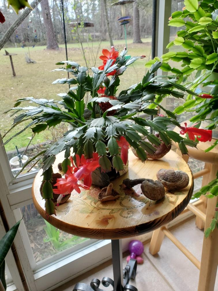 Christmas cactus