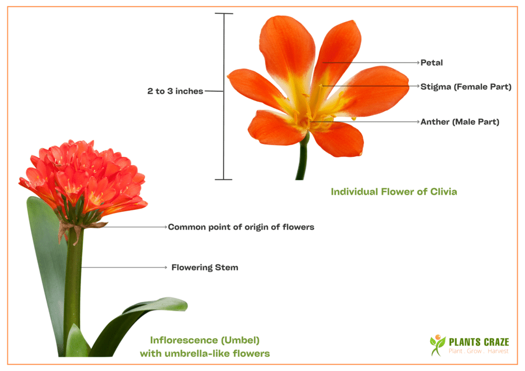 Image represents the general overview of Clivia flower