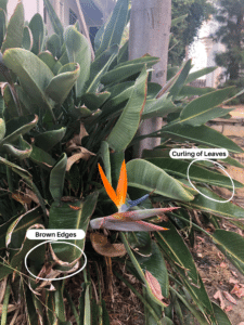 5+ Reasons Behind Bird of Paradise Leaves Curling
