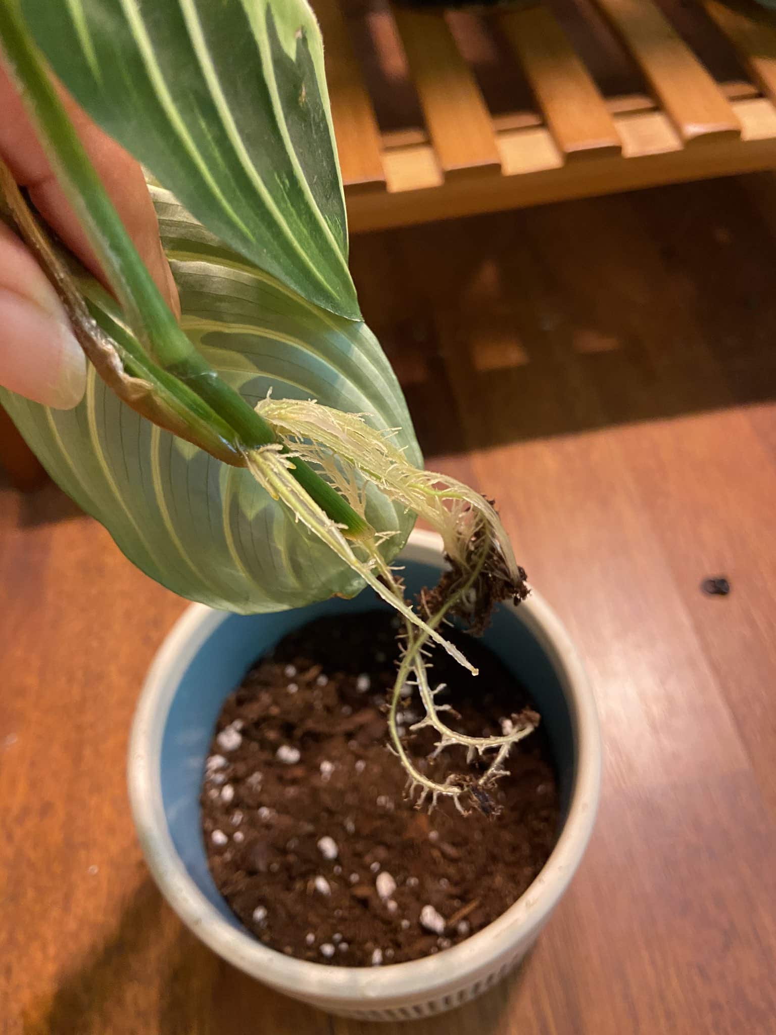 A person is holding on the roots of the Lemon Lime Maranta above a blue pot filled with potting mix.