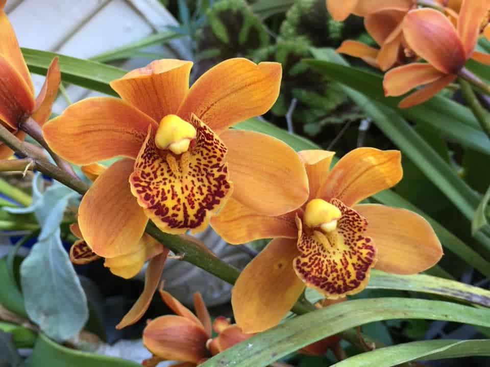 Cymbidium are perfect autumn flowers that make great off-season flower gifts